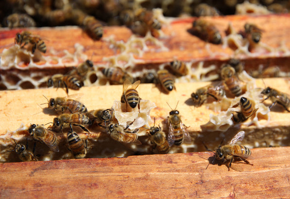 Honey Beekeeping - A Comprehensive Guide