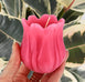 Pink Beeswax Tulip Candle