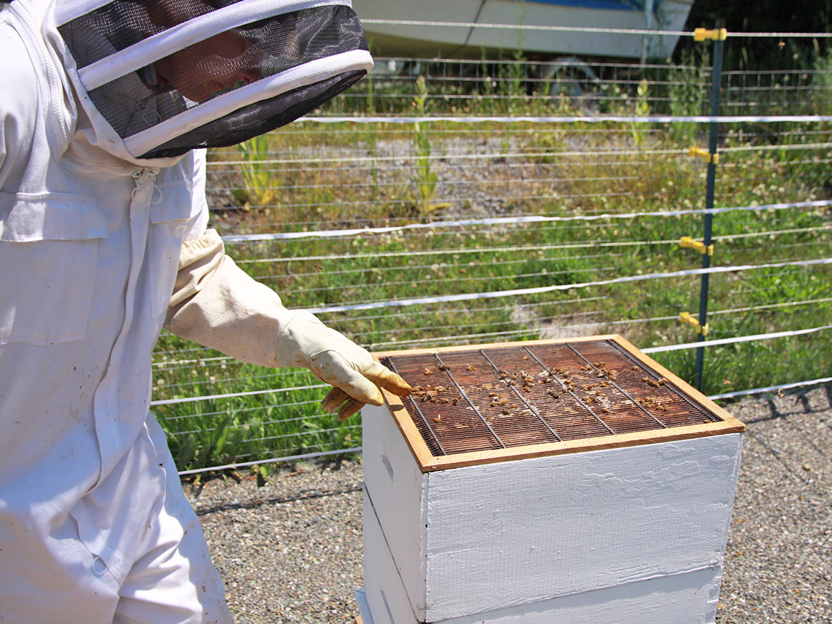 Honey Beekeeping - A Comprehensive Guide