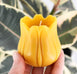 Natural Beeswax Tulip Candle